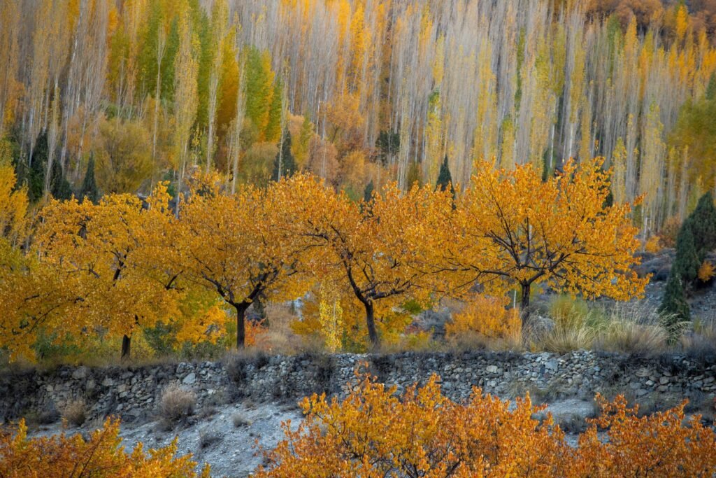  Landscape in Hunza Valley in Autumn season