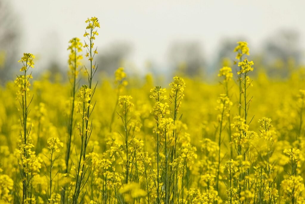 Mustard crops 