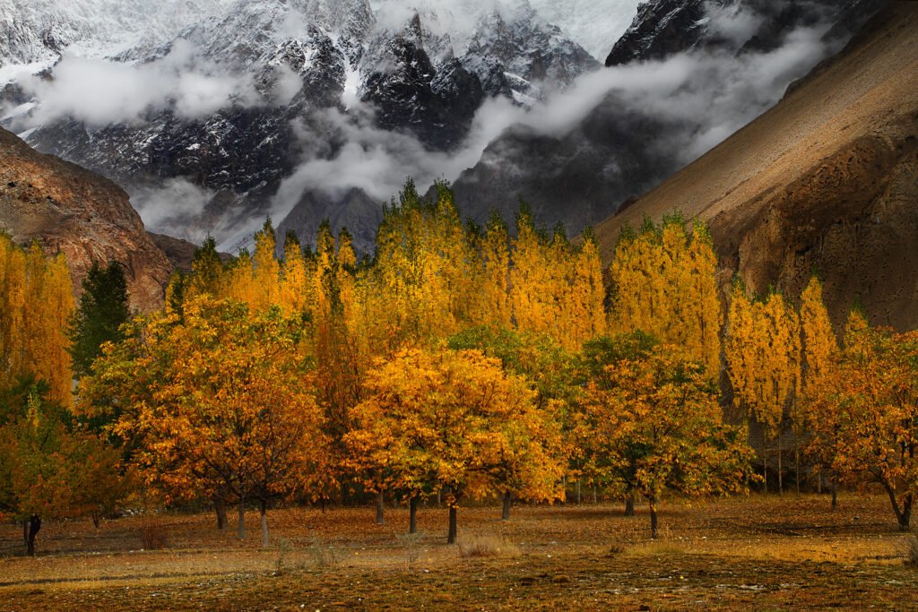 Autumn Trees in Hunza Valley.