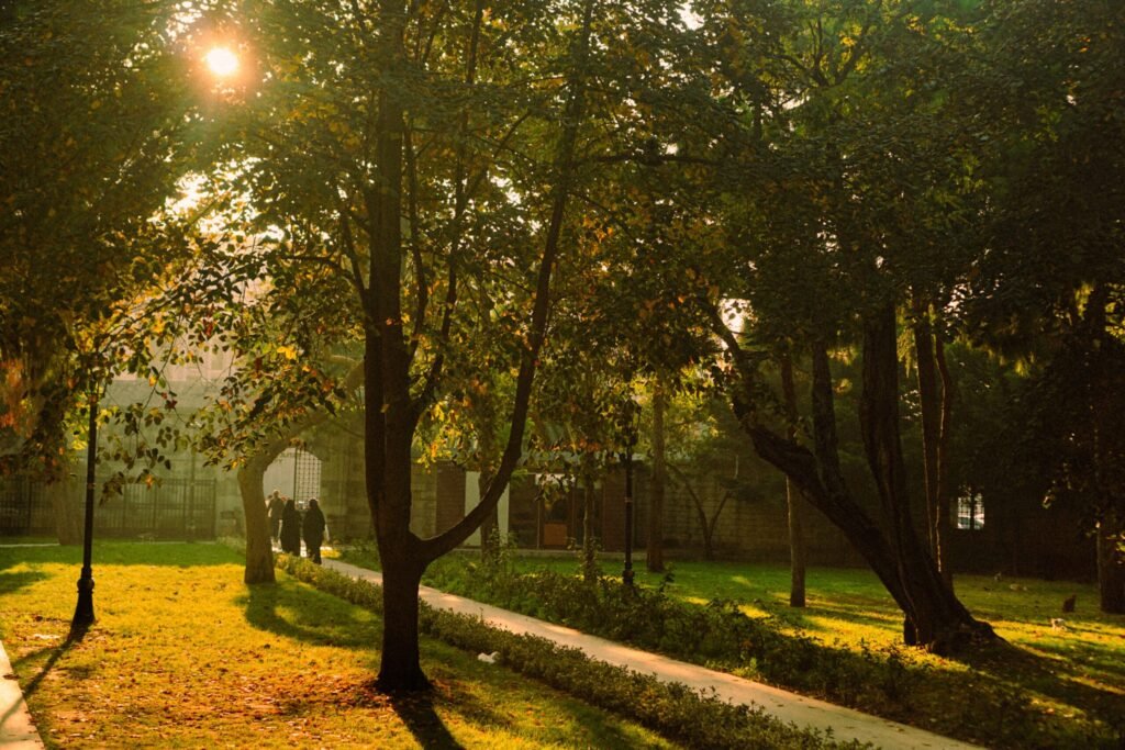 Green urban corridor with shaded trees lining a city's park as a climate and heatwave mitigation solution
